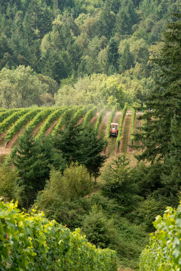 green, plantation, agriculture, plant community, rural area, hill station