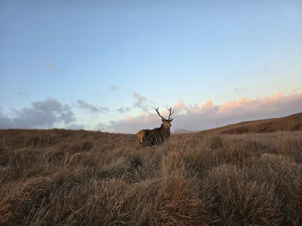 deer, antler, horn, grassland, elk, reindeer