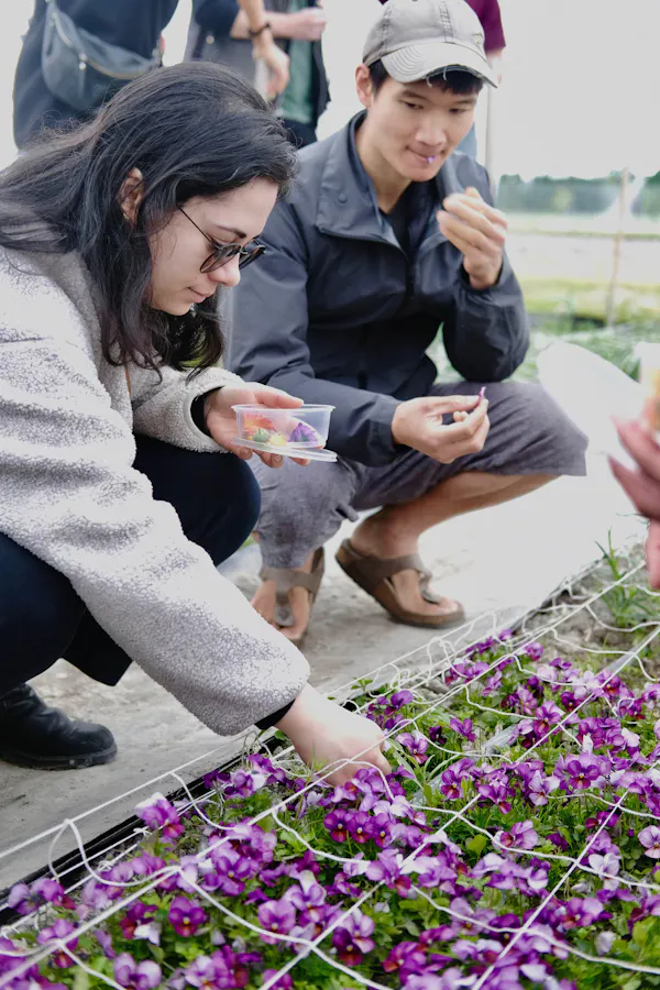 clothing, flower, spring, garden, groundcover, leisure