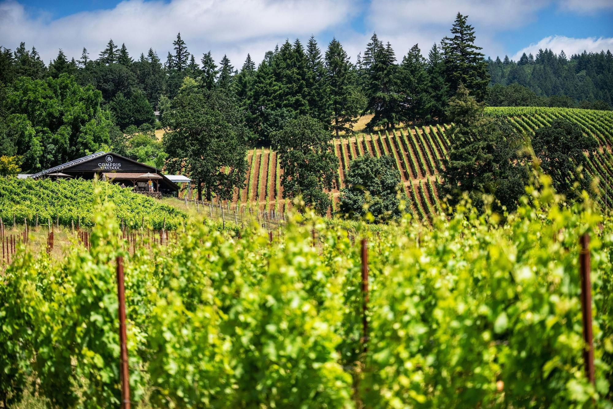 Compris Vineyard