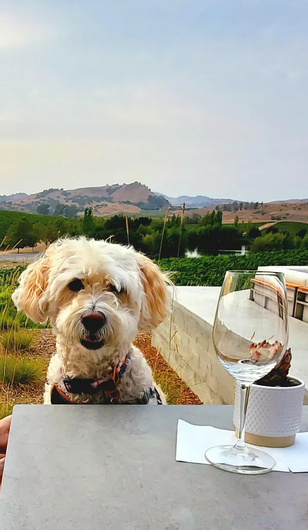 dog, tableware, carnivores, drinkware, serveware, toy dog