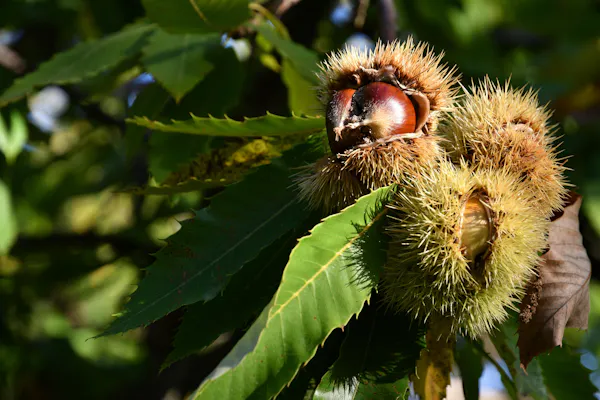 ingredient, chestnut, produce, nut, nuts & seeds