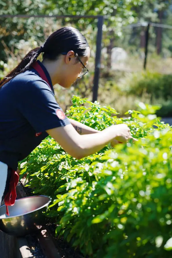 shrub, garden, groundcover, spring, people in nature, gardening