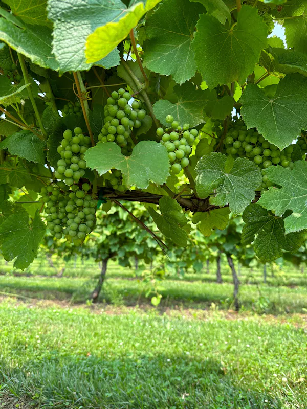green, fruit, fruit tree, produce, seedless fruit, food