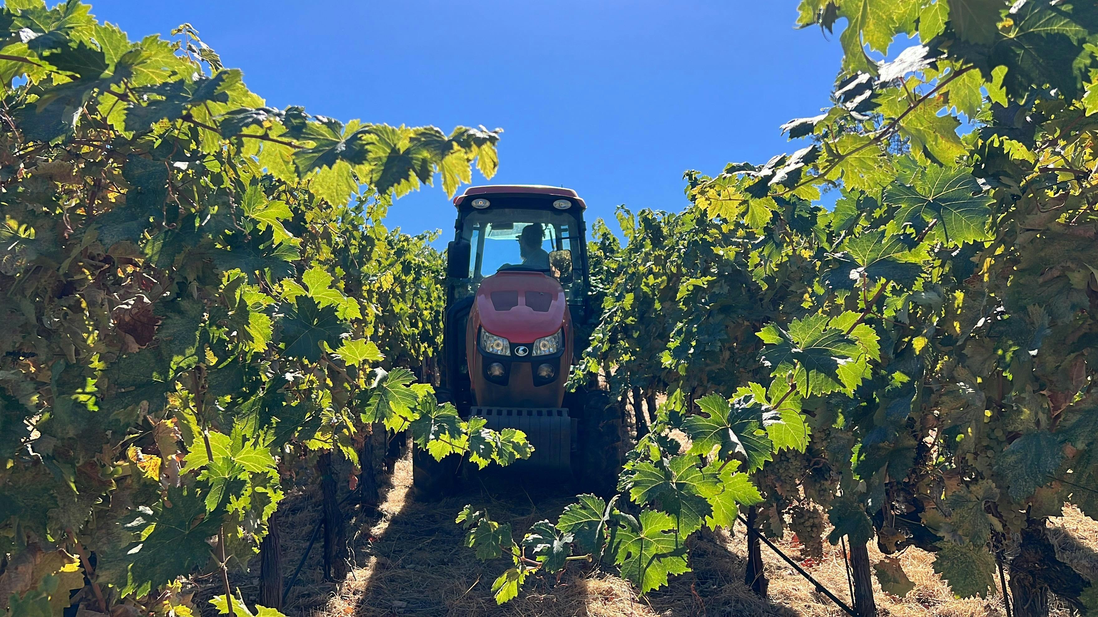 Koch Family Vineyards
