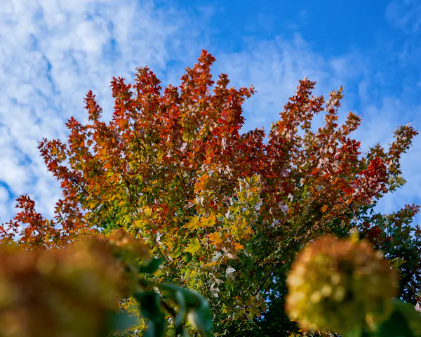leaf, nature, green, red, branch, yellow