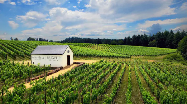 plantation, agriculture, field, crop