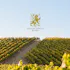 Joseph Jewell Wines