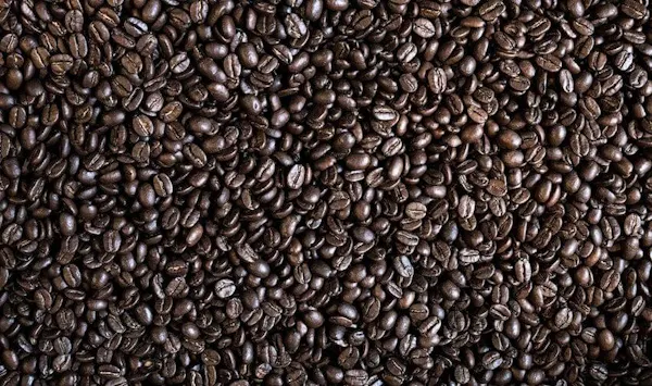 java coffee, ingredient, food, jamaican blue mountain coffee, close-up, bean