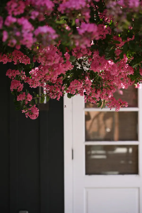 pink, tree, flower, red, spring, plant
