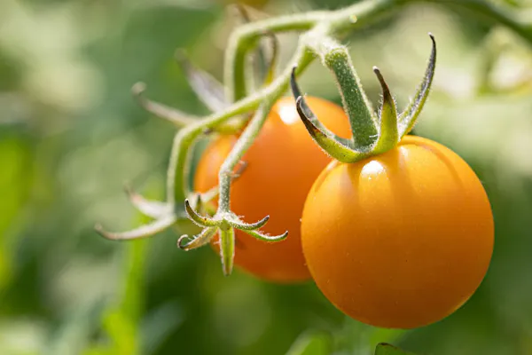 yellow, tomato, food, natural foods, produce, cherry tomato