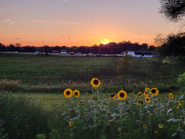flower, yellow, common sunflower, plants, petal, sunset