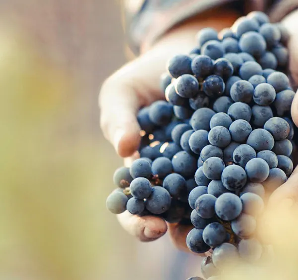 fruit, produce, grape, seedless fruit, natural foods, food