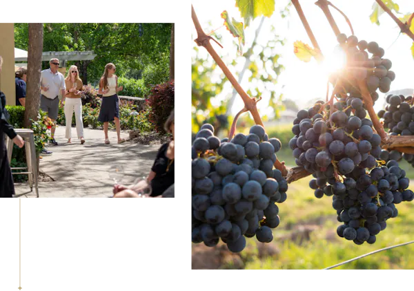 vineyard, grapes, seedless fruit, grapevines, fruit, grape