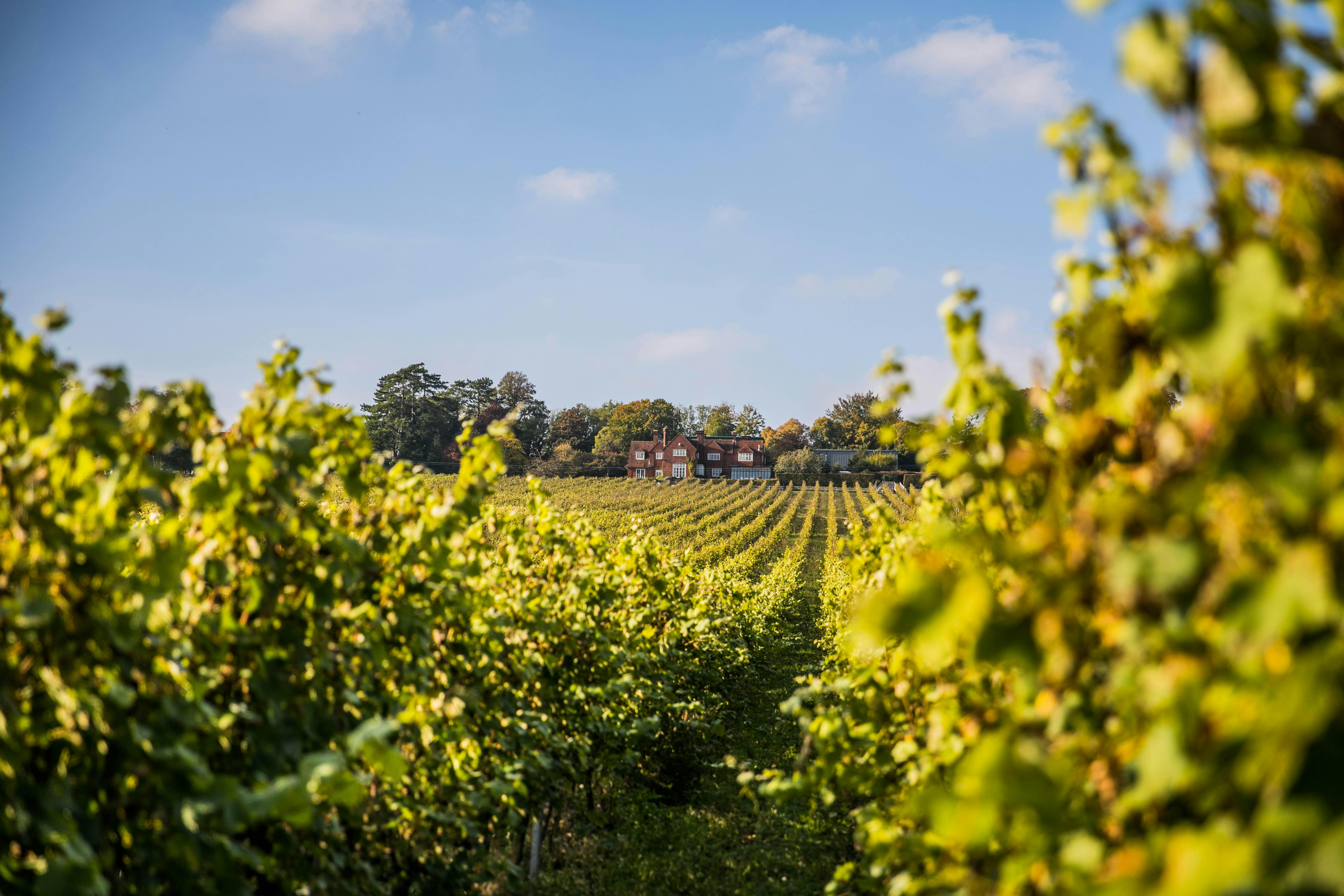 Hambledon Wine Estate