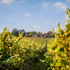 Hambledon Wine Estate