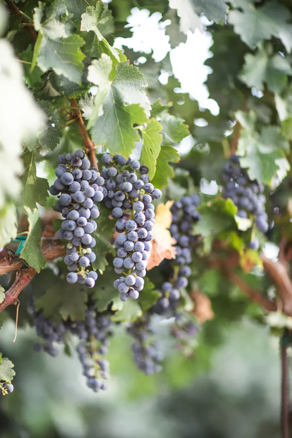 fruit, fruit tree, produce, seedless fruit, grape, food