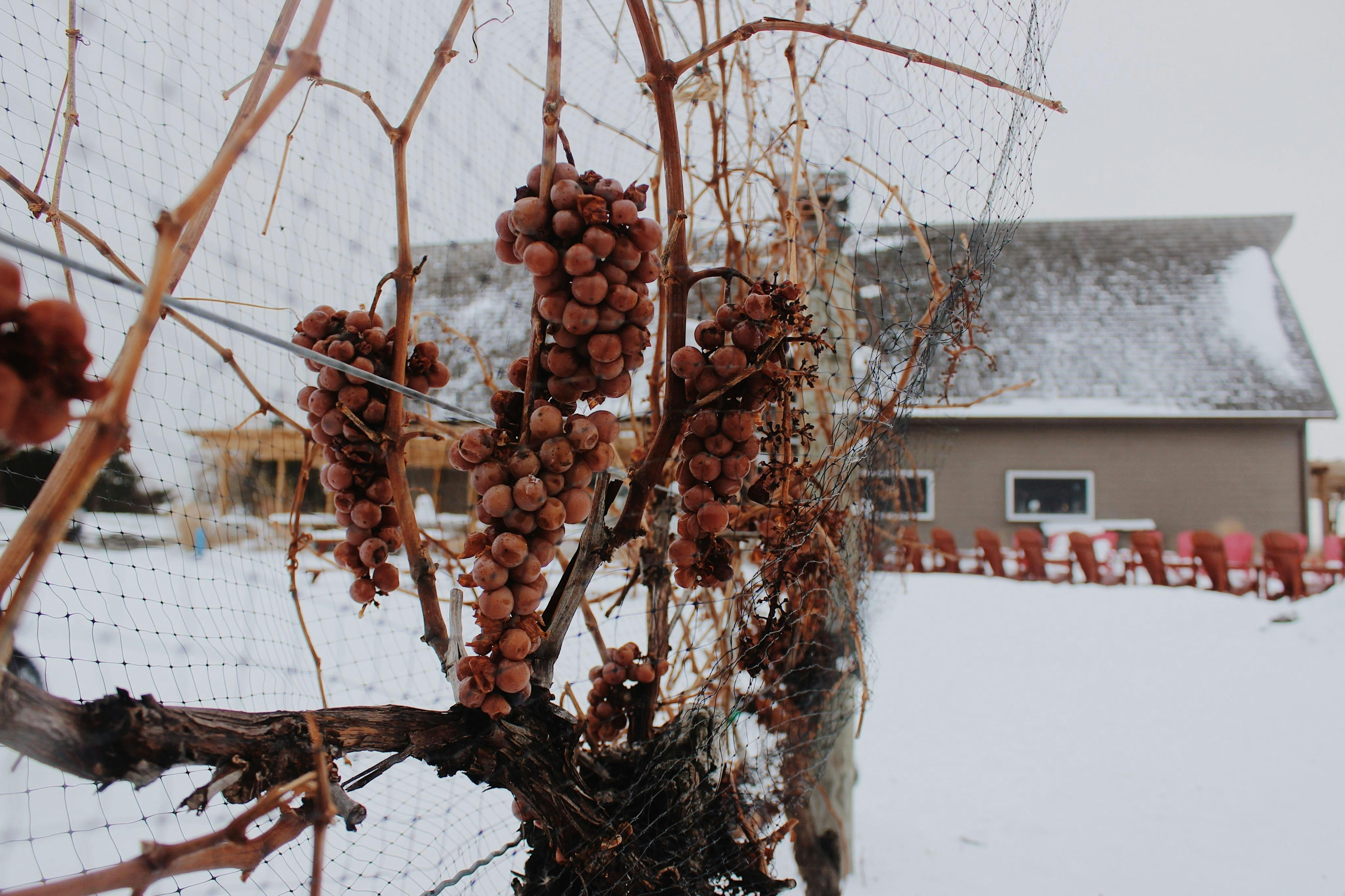 Inniskillin Wines