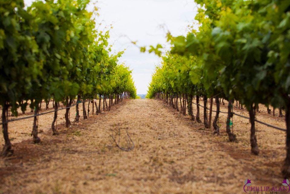 Berryessa Gap Vineyards