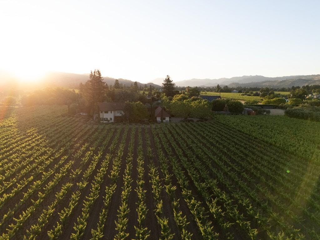 Young Inglewood Vineyards