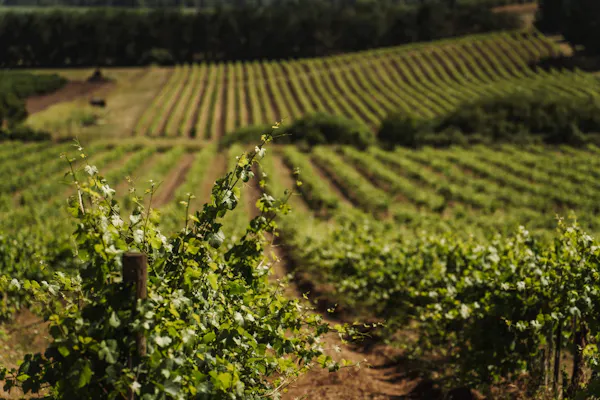 agriculture, plantation, vineyard, field, crop, grapes