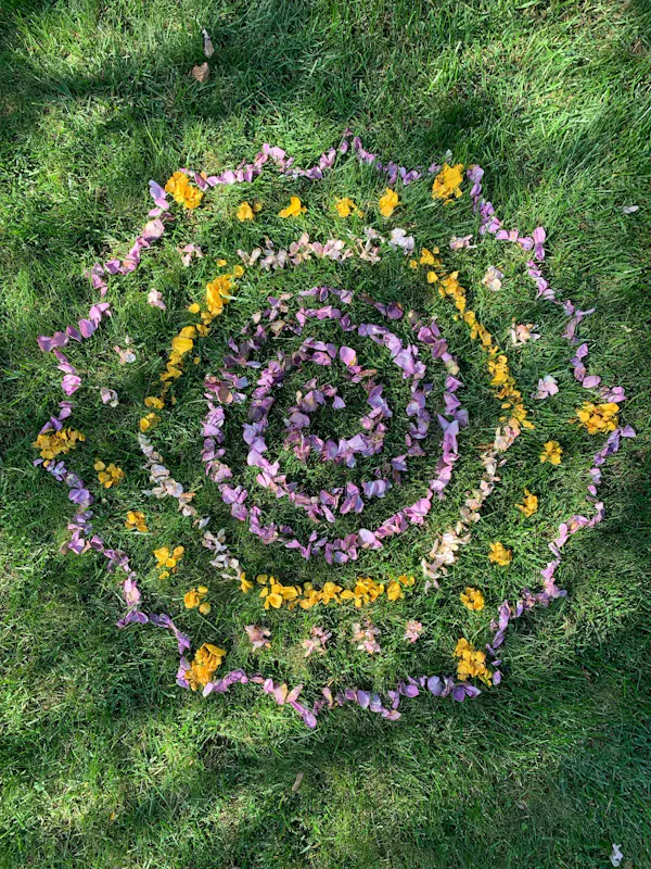 flower, petal, purple, groundcover, environmental art