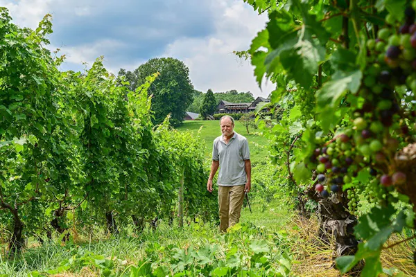 green, agriculture, plantation, shrub, farmworker, grapes