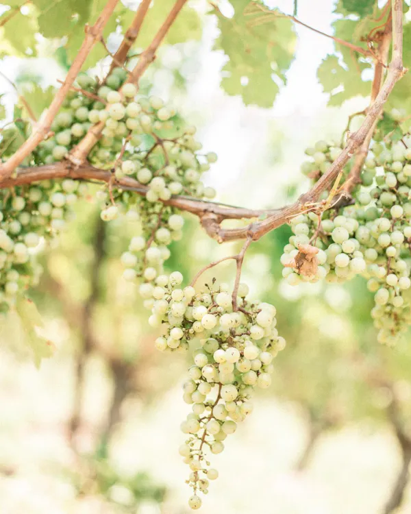 branch, twig, flowering plant, tree, grapevine family, terrestrial plant