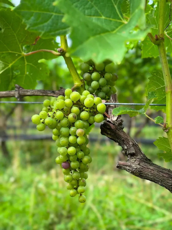 fruit, produce, fruit tree, food, seedless fruit, grape