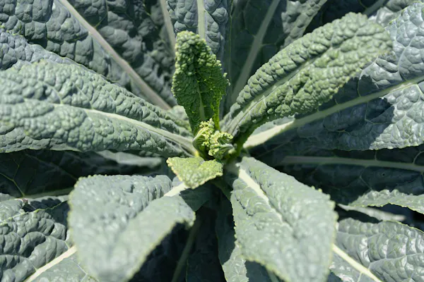 herbaceous plant