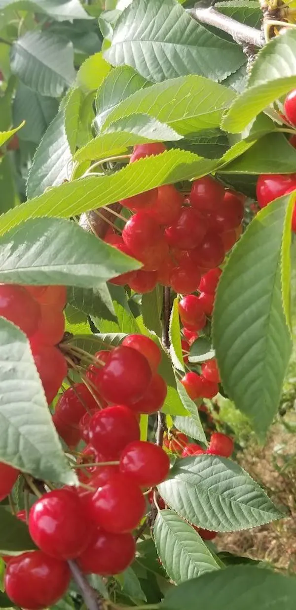 red, fruit, fruit tree, produce, natural foods, berry