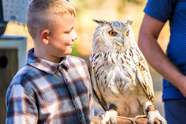 bird, owl, vertebrate, neck, bird of prey, beak