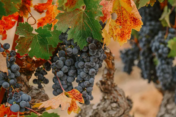 yellow, produce, seedless fruit, fruit, grape leaves, grapes