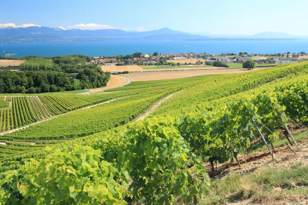 agriculture, plantation, field, crop, farm, vineyard