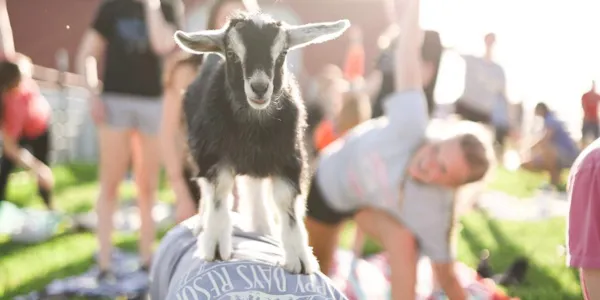 goats, goat, livestock, crowd, herd
