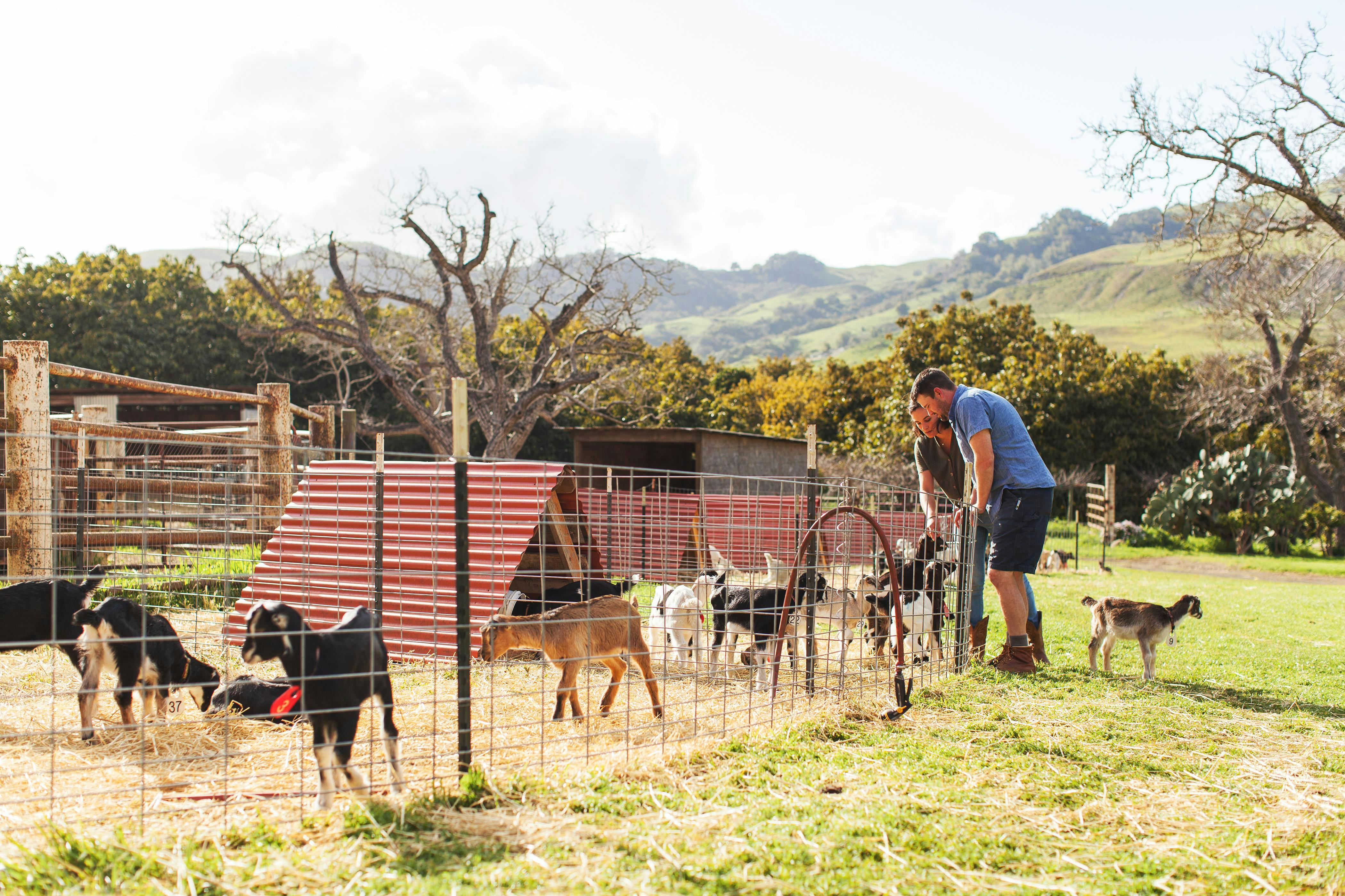 Stepladder Ranch & Creamery