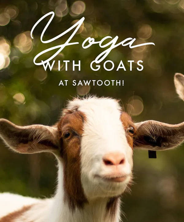 goats, goat, terrestrial animal, caprinae, livestock