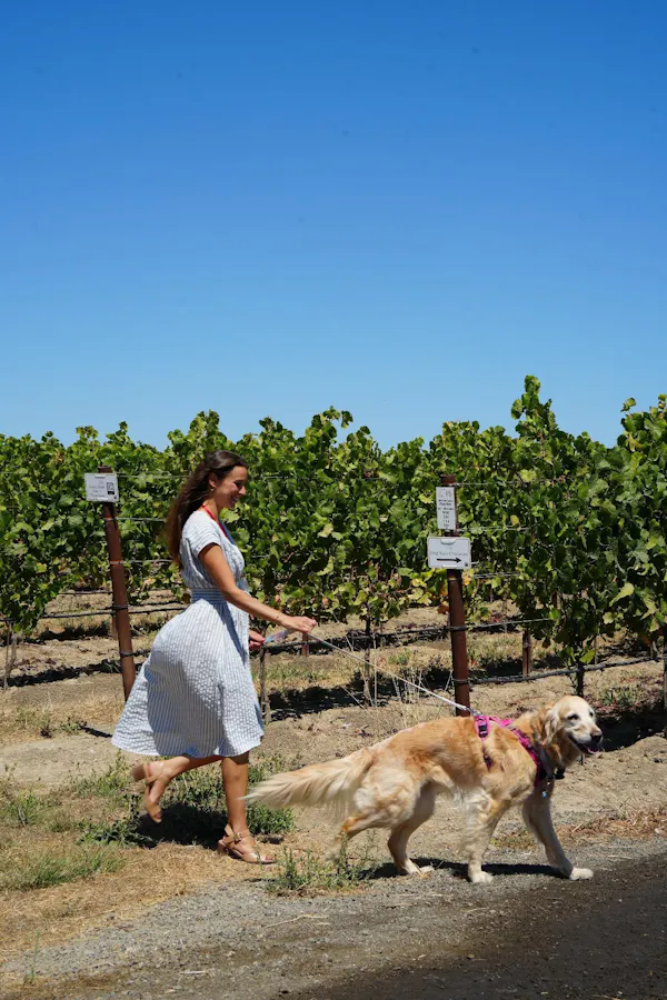 dog, people in nature, leisure, vacation, agriculture, canidae
