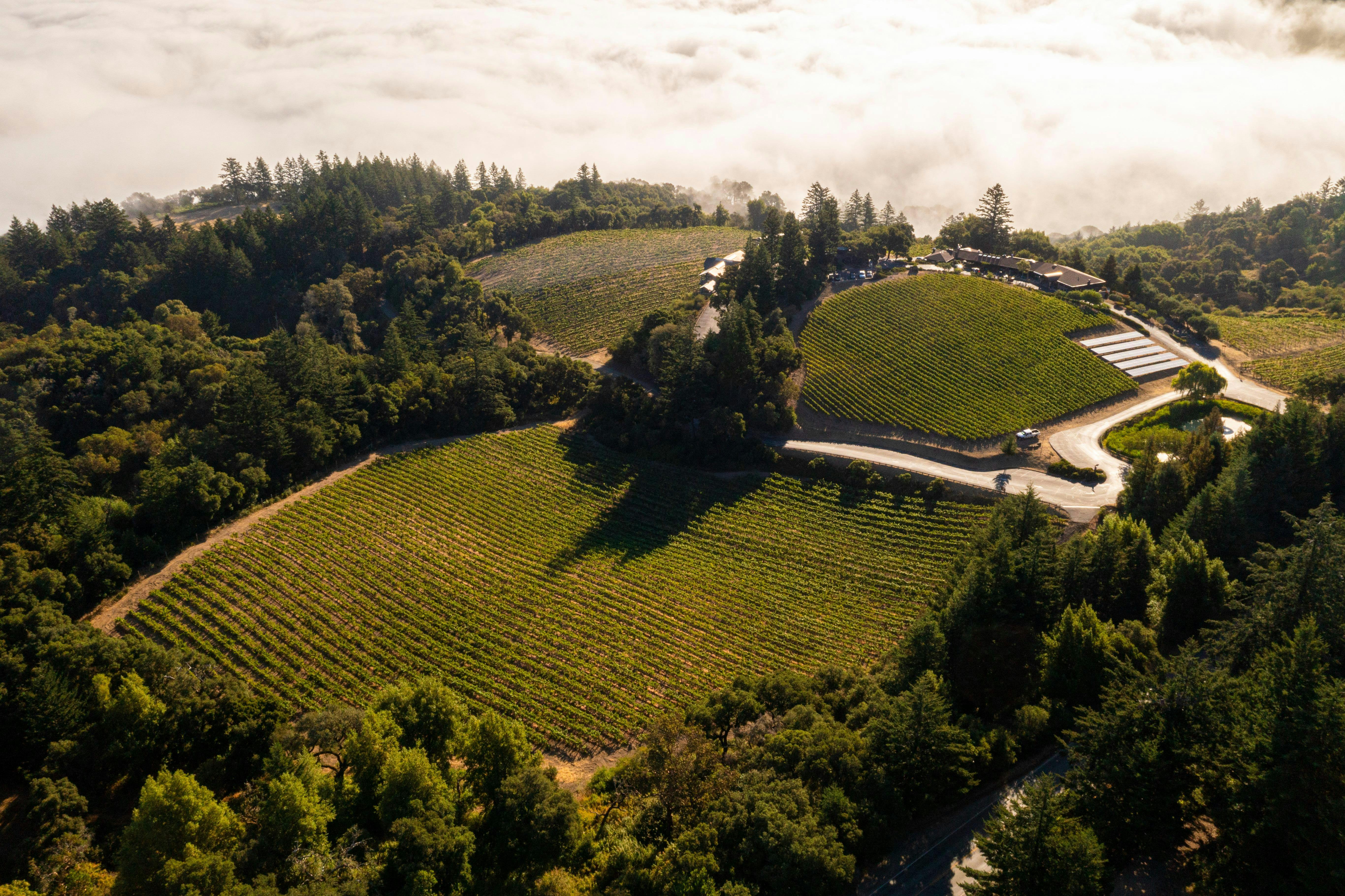 Thomas Fogarty Winery