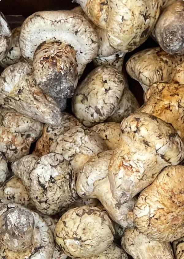 food, plant, natural foods, staple food, vegetable, produce