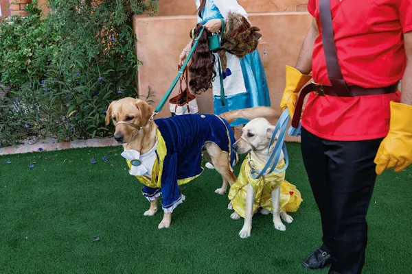 dog, dog clothes, carnivores, pet supply, leash, dog supply