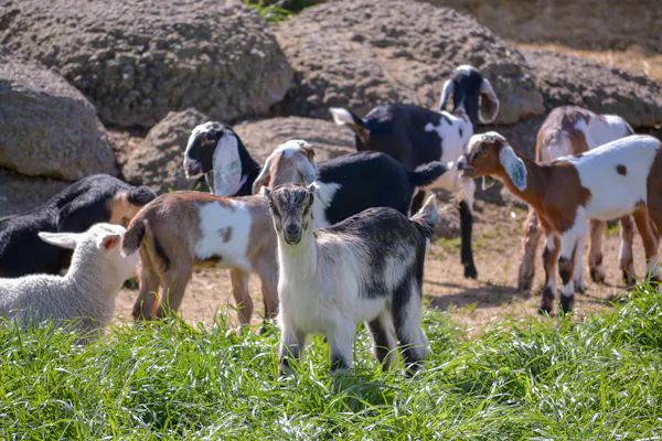 plant, goat, natural landscape, fawn, grass, terrestrial animal