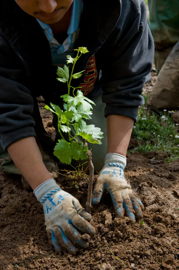 farmworker, soil, agriculture, arbor day, people in nature, plantation