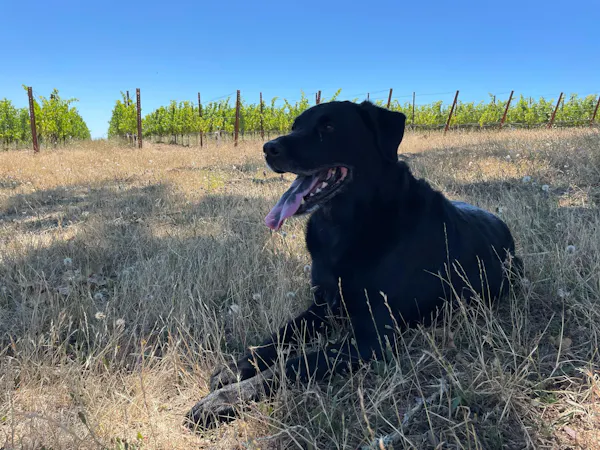 dog, sky, plant, carnivore, dog breed, working animal
