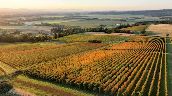 green, agriculture, field, plantation, plain, crop