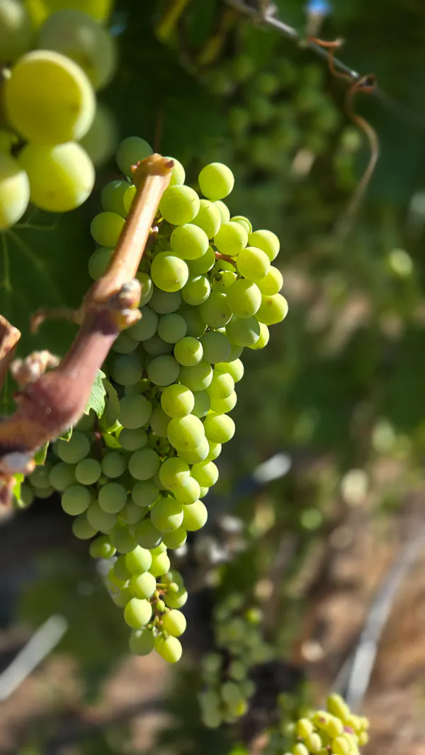 fruit, produce, seedless fruit, fruit tree, food, natural foods