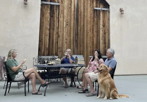 dog, carnivores, furniture, canidae, working animal, chair
