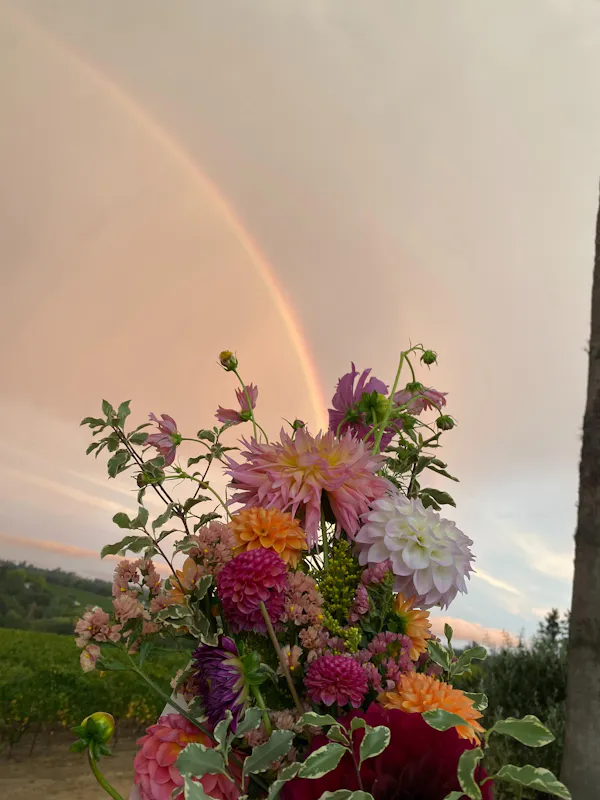 flower, rainbow, yellow, petal, pink, spring