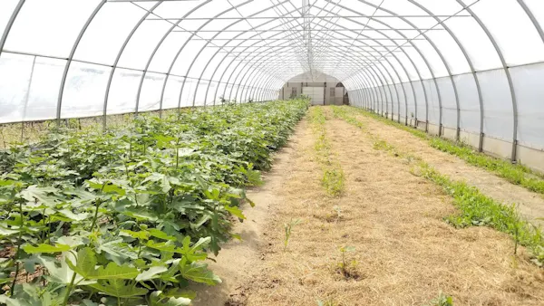 greenhouse, agriculture, plantation, crop, field, farm