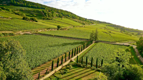 agriculture, plantation, highland, field, rural area, hill station